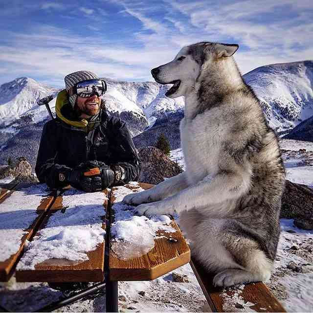 大型犬が好きな人が画像を貼ったり愛でたりするトピ