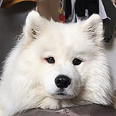 大型犬が好きな人が画像を貼ったり愛でたりするトピ