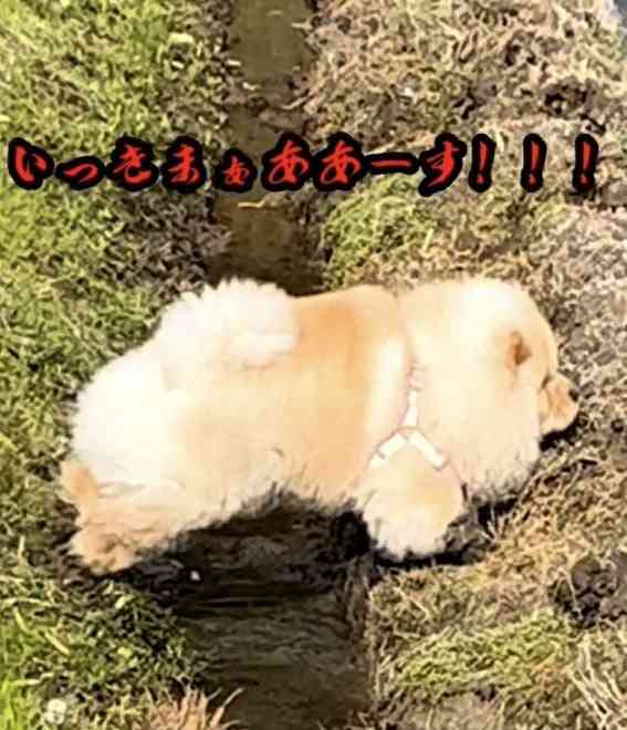 大型犬が好きな人が画像を貼ったり愛でたりするトピ
