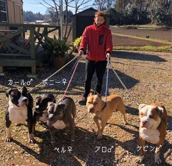 同棲予定の彼がピットブルを飼いたいと言い出しました