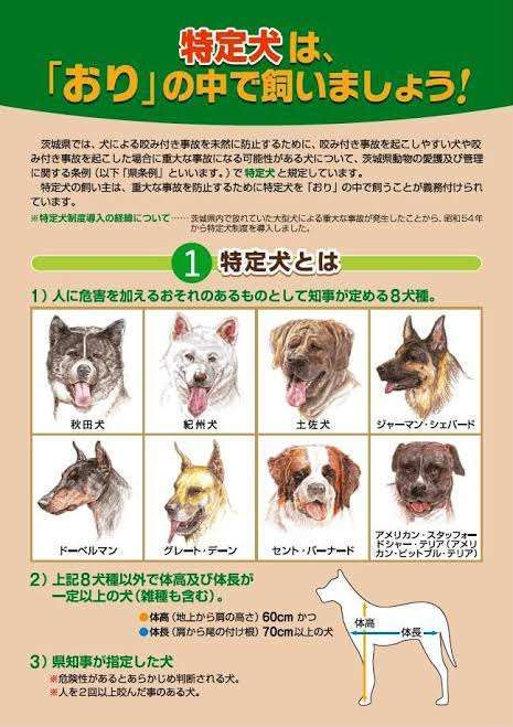 同棲予定の彼がピットブルを飼いたいと言い出しました