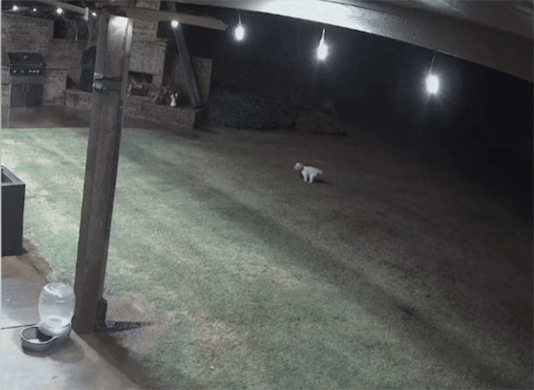仲良しの小型犬を襲ったコヨーテ、黒猫が飛び出して撃退　米オクラホマ州