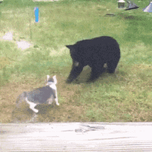 仲良しの小型犬を襲ったコヨーテ、黒猫が飛び出して撃退　米オクラホマ州