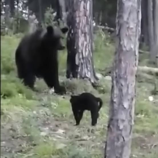 仲良しの小型犬を襲ったコヨーテ、黒猫が飛び出して撃退　米オクラホマ州