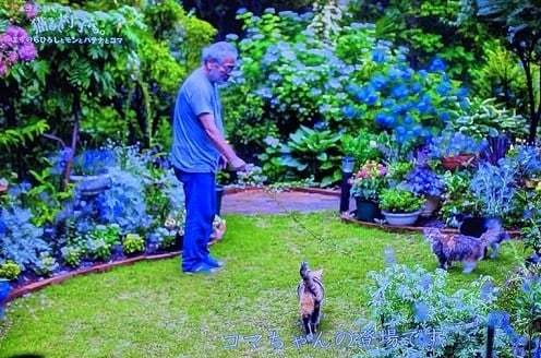 🌿憧れの庭🌿　植物が好きな人の空想トピ