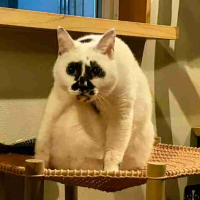 「しまむら」は40・50代にあわない？→スタイリストが本気でコーディネートすると……　上品で高見えな着こなしに「どれも素敵！」