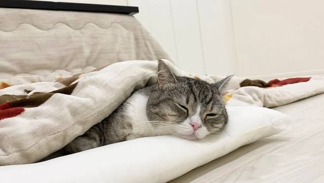 松下奈緒さん好きな人