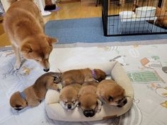 【育児】夫だけに育児を任せる頻度