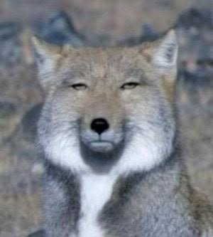 イラッとするぶりっこしぐさ