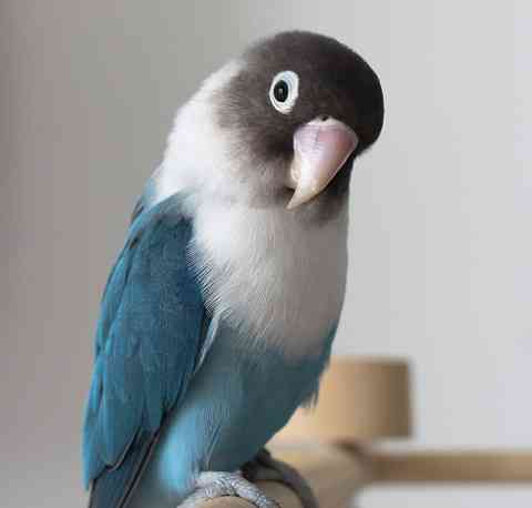 え、どこにいる？　キッチンにインコ　難易度高し「昨夜から探してるけど見つからない…」の声