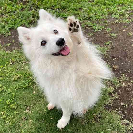 ペットを飼っている人が思いがちなこと