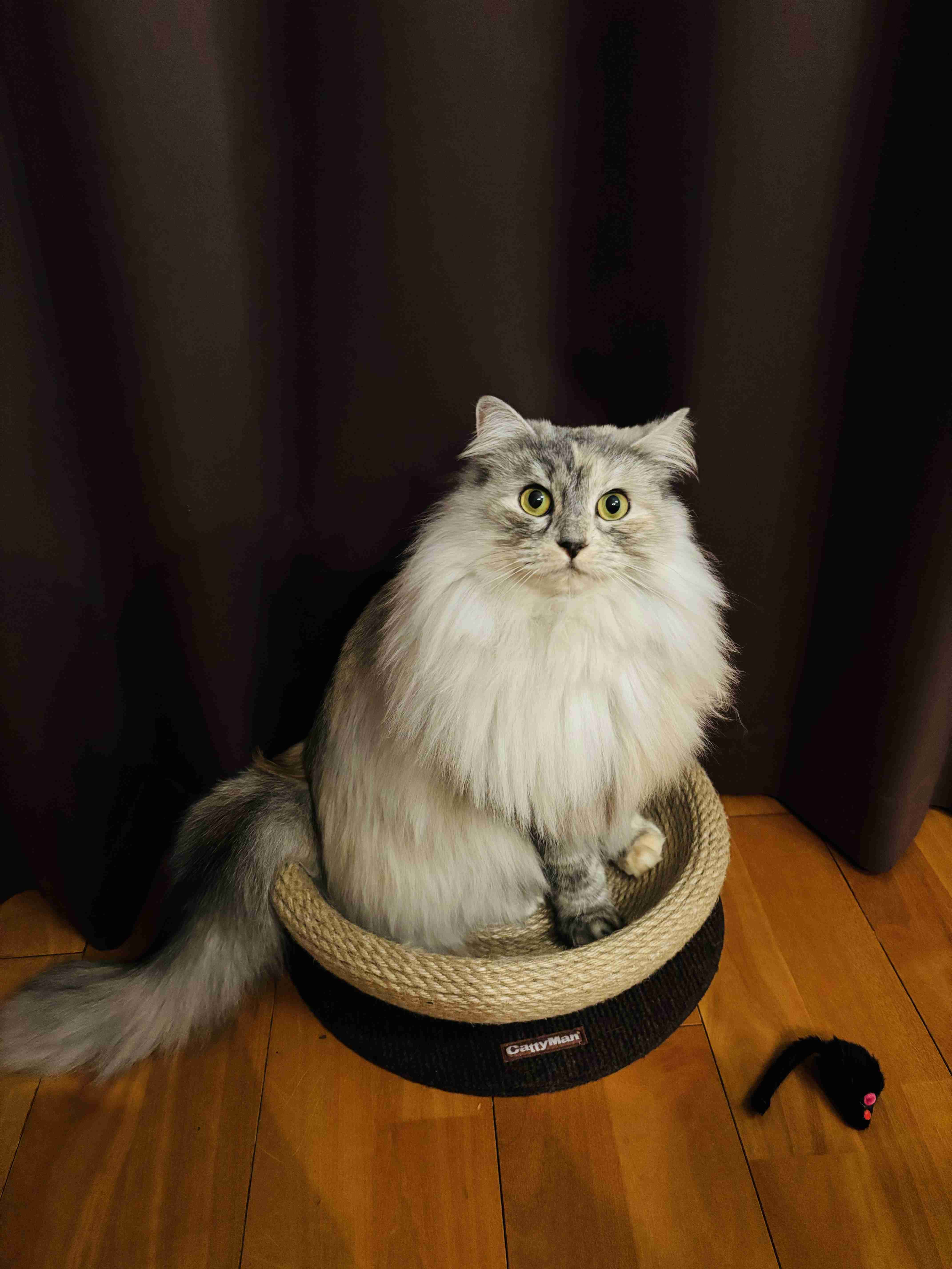 ペットを飼っている人が思いがちなこと