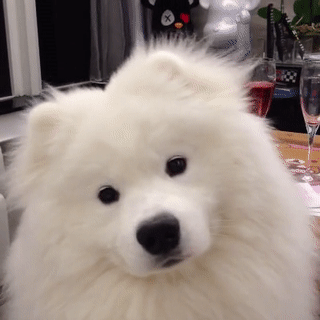 ペットを飼っている人が思いがちなこと
