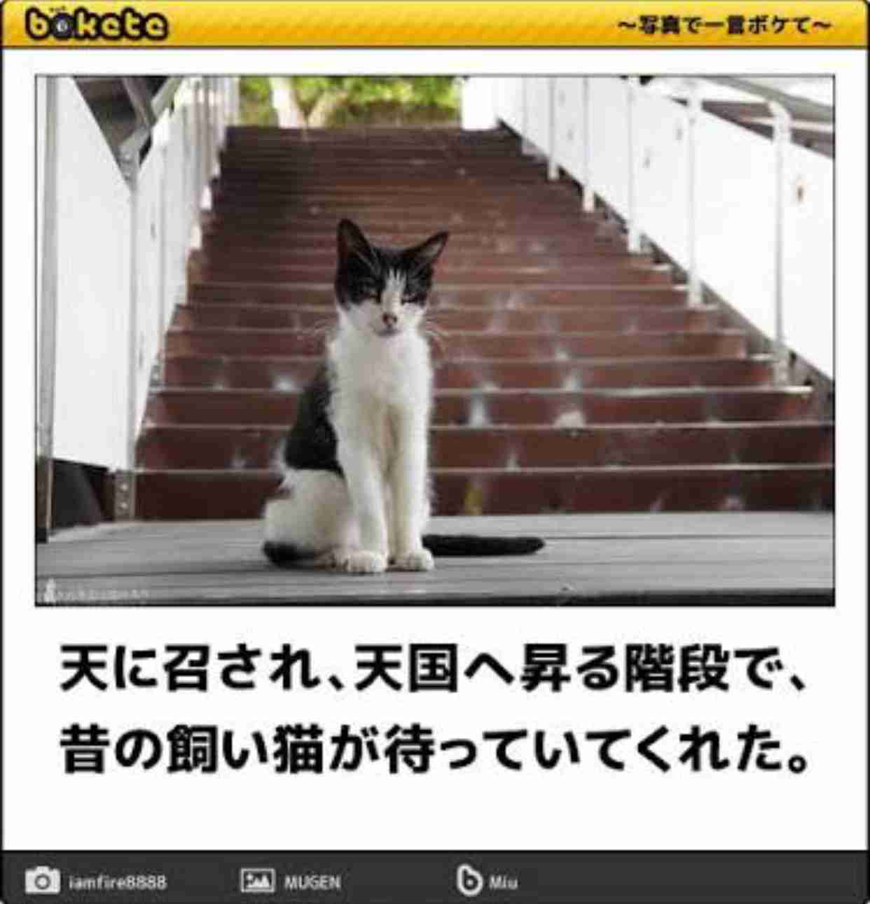 ペットを飼っている人が思いがちなこと