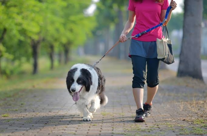 犬のリードに絡まり転倒事故、飼い主と自転車の過失割合は2対8 自転車の男性2500万円支払いで和解