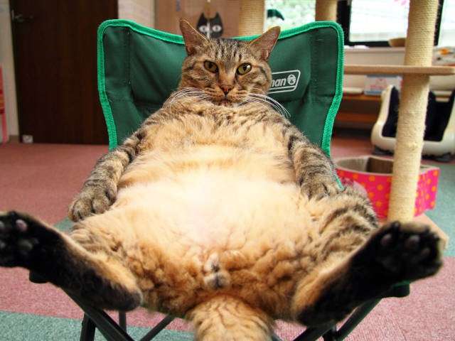 ダイエットの神を降ろしてもらうトピ