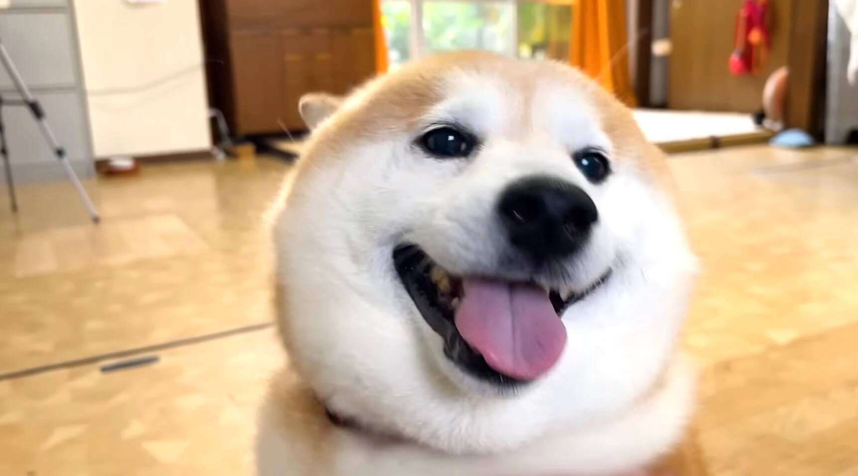 社長の顔を「肉まん」、柴犬を「トースト」と誤認識　食生活記録アプリが謝罪もツッコミの嵐　「おもろい」「声出して笑った」