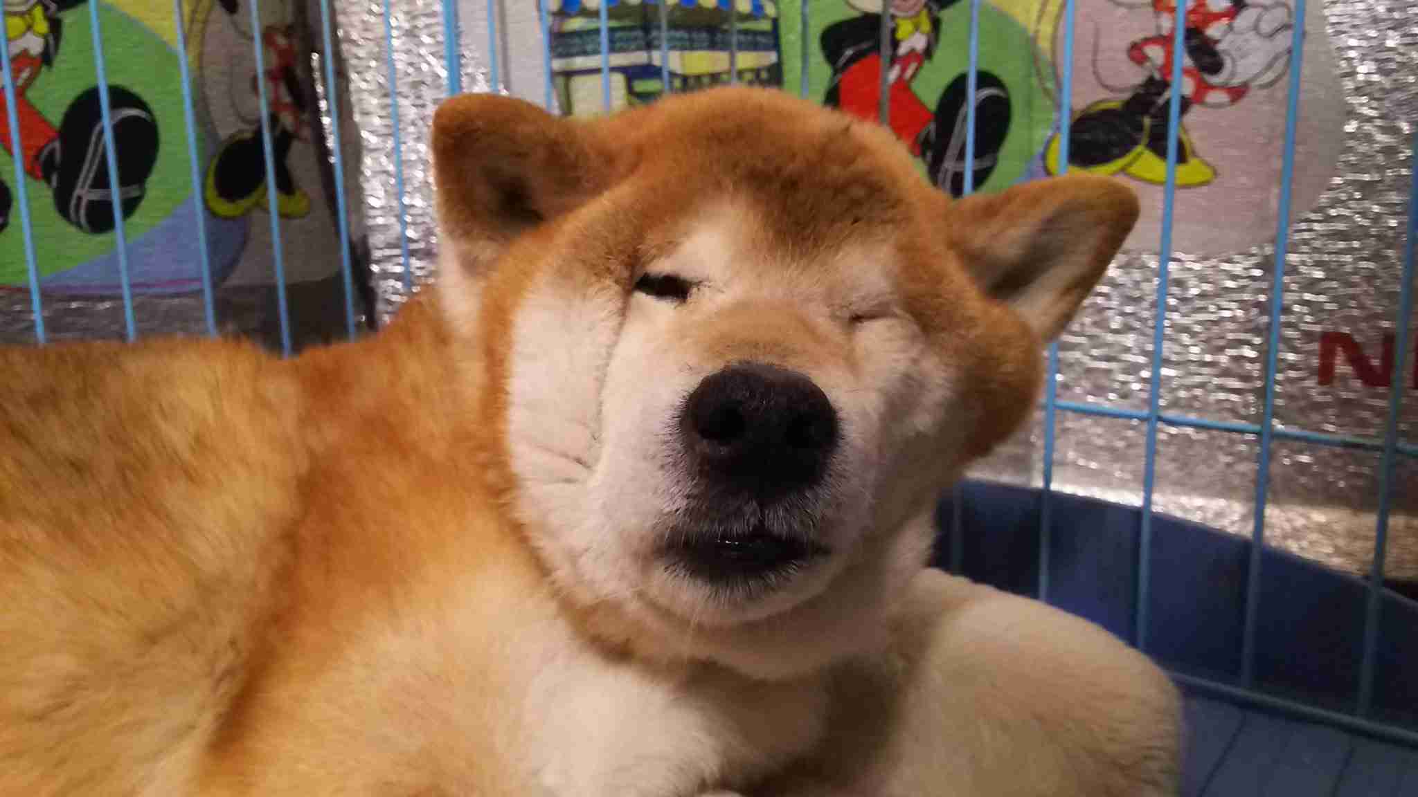 動物でホストクラブを作るトピ part8