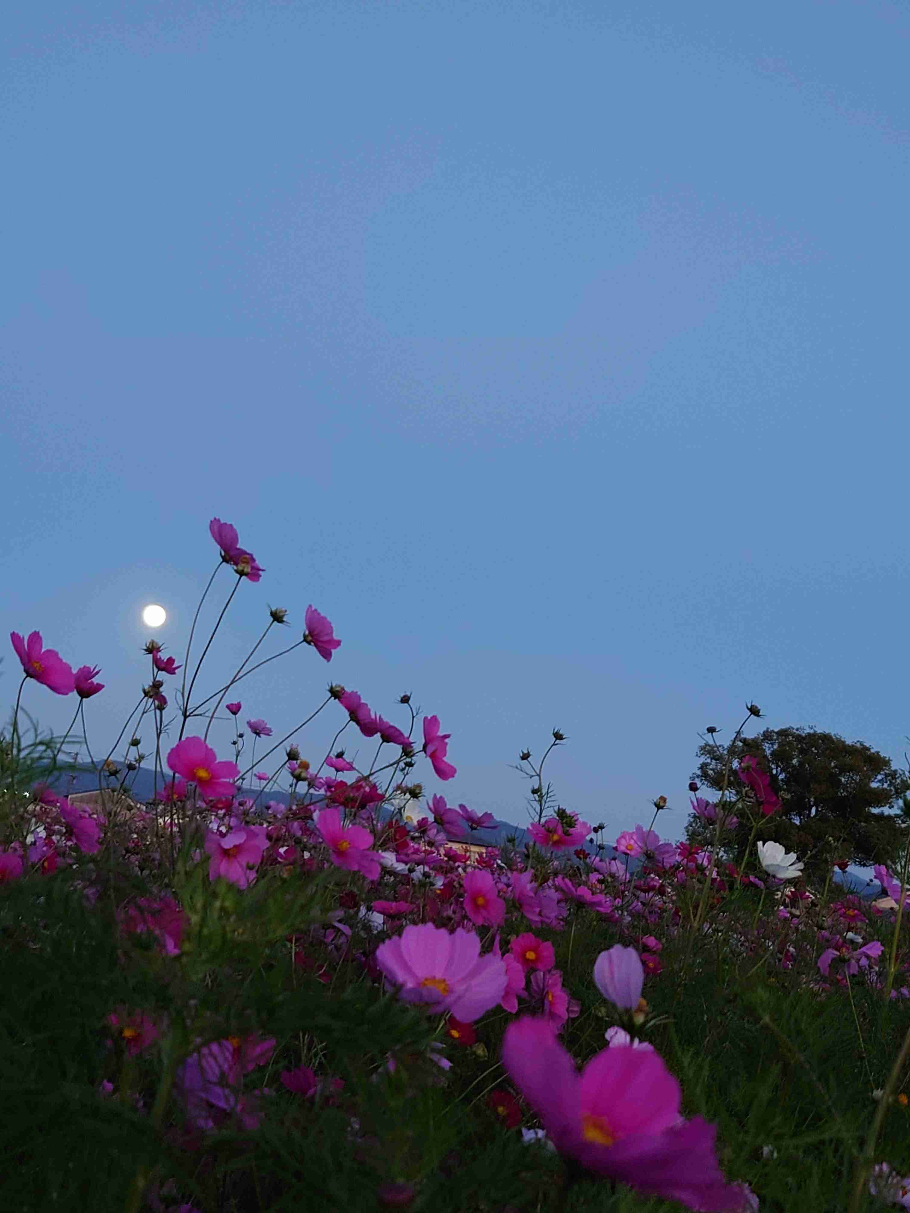 【仕事】自分に向いていることがわからない