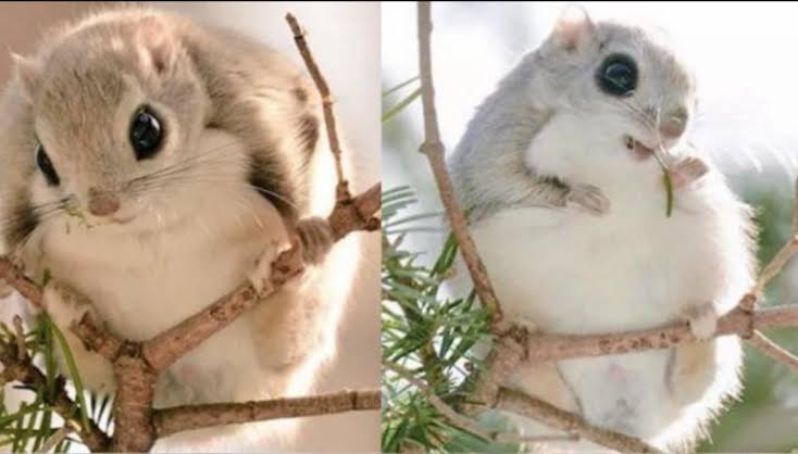 【定期】ちいかわ総合トピ🌸part22