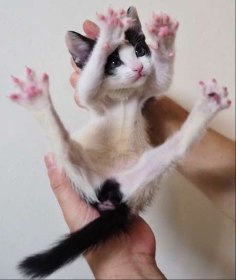 海苔柄の父猫「俺の遺伝子強めに出ちゃった」子猫たち　一目で親子と分かる容姿に「遺伝子嘘つかないw」「ママ気になる！」