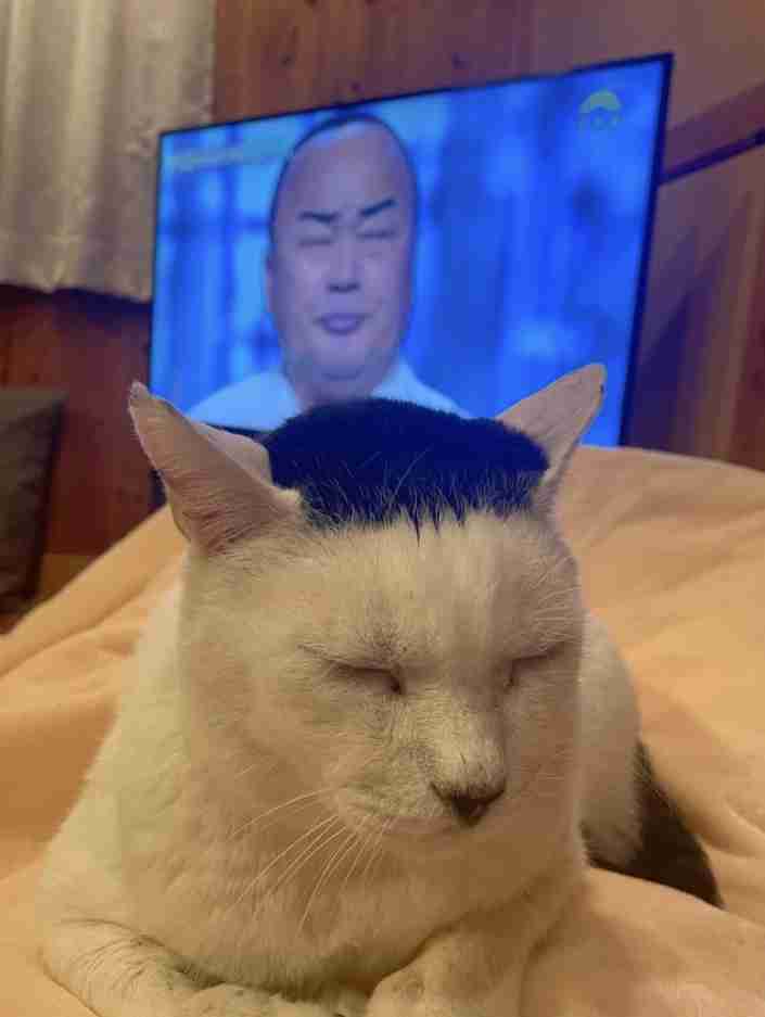 海苔柄の父猫「俺の遺伝子強めに出ちゃった」子猫たち　一目で親子と分かる容姿に「遺伝子嘘つかないw」「ママ気になる！」