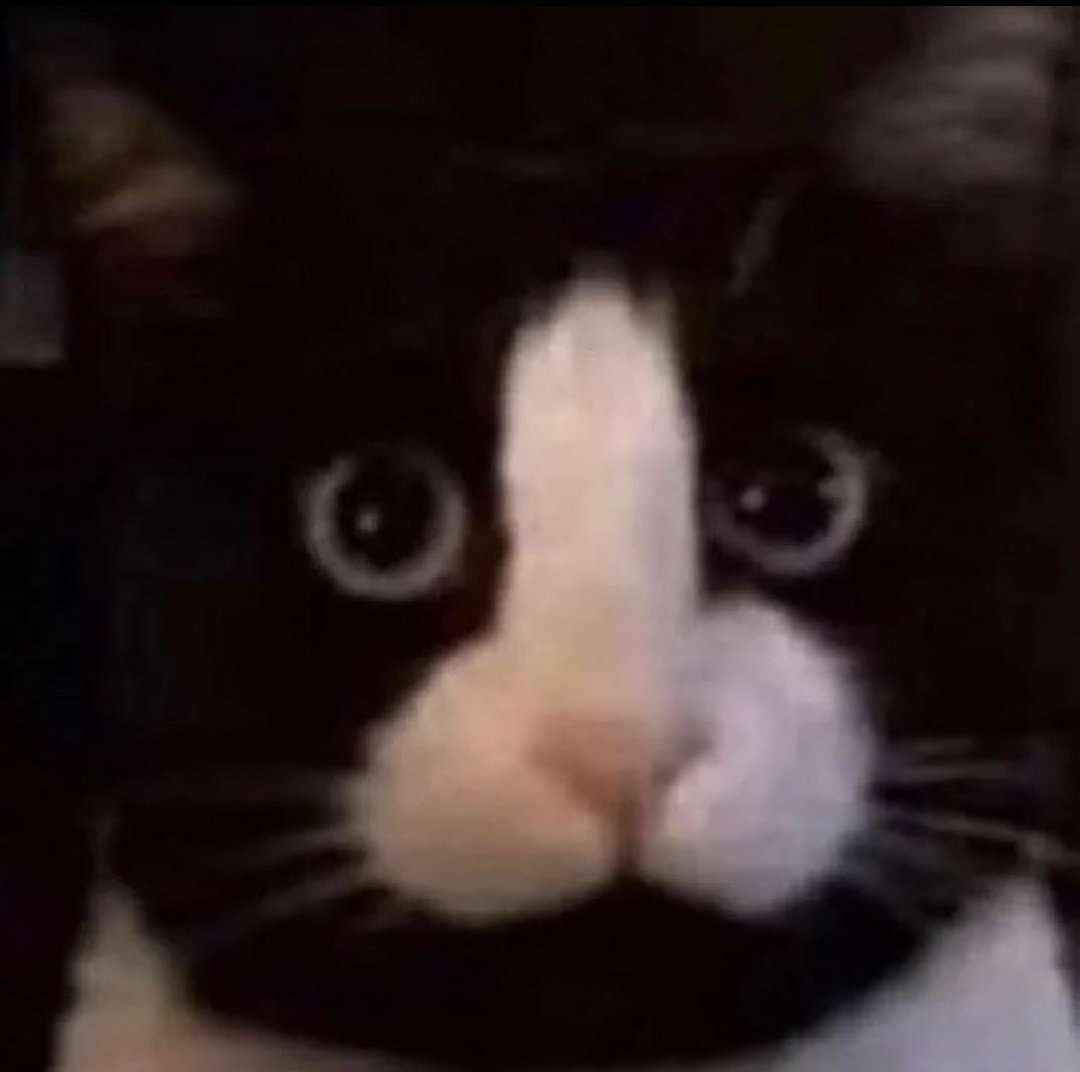 海苔柄の父猫「俺の遺伝子強めに出ちゃった」子猫たち　一目で親子と分かる容姿に「遺伝子嘘つかないw」「ママ気になる！」