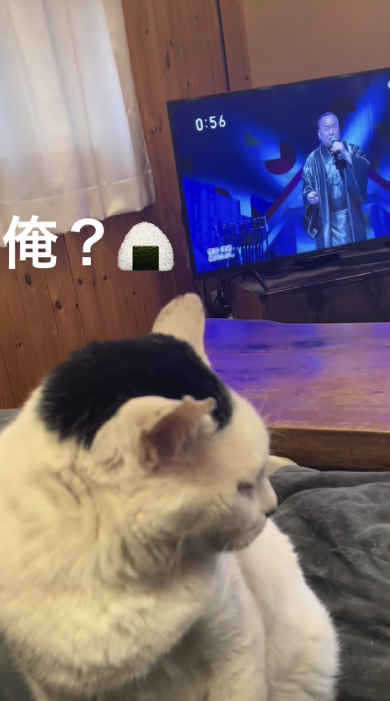 海苔柄の父猫「俺の遺伝子強めに出ちゃった」子猫たち　一目で親子と分かる容姿に「遺伝子嘘つかないw」「ママ気になる！」