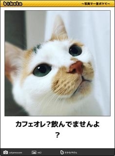 バクチク（BUCK-TICK）好きな人