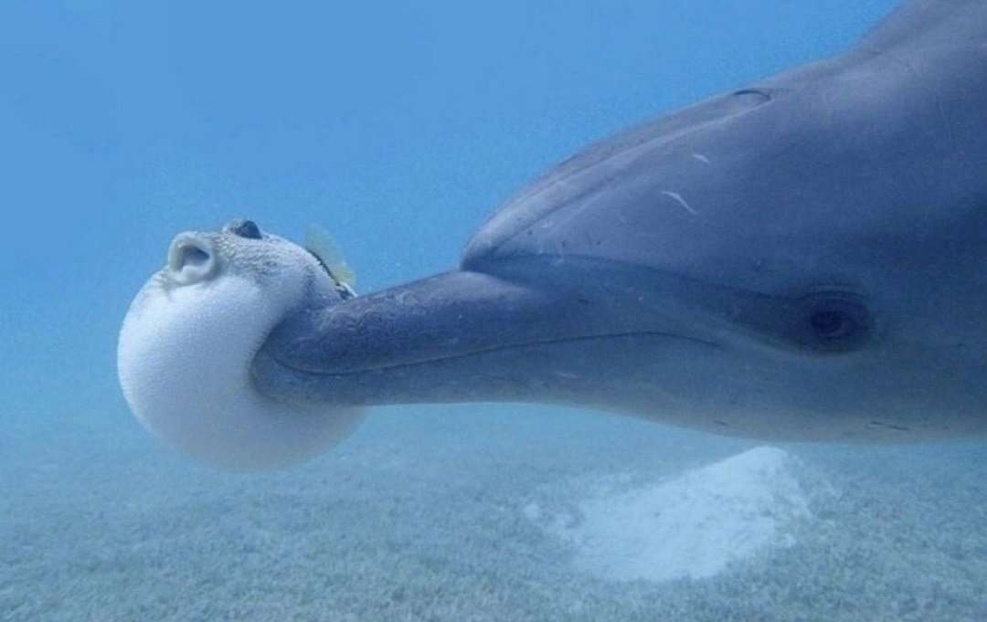 なんか変な画像を貼ってから寝るトピ