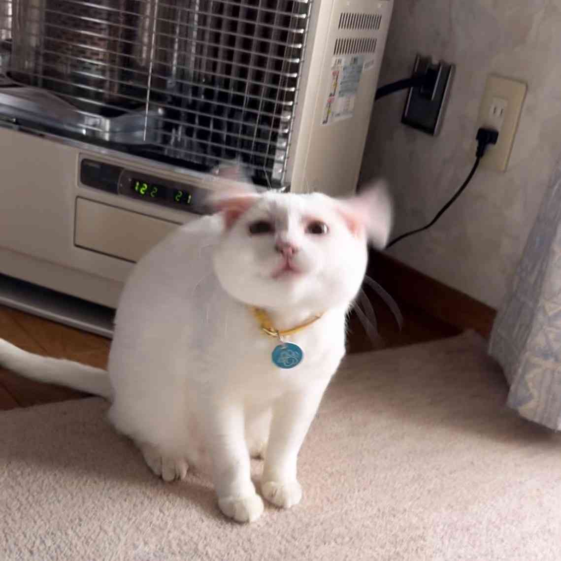 なんか変な画像を貼ってから寝るトピ