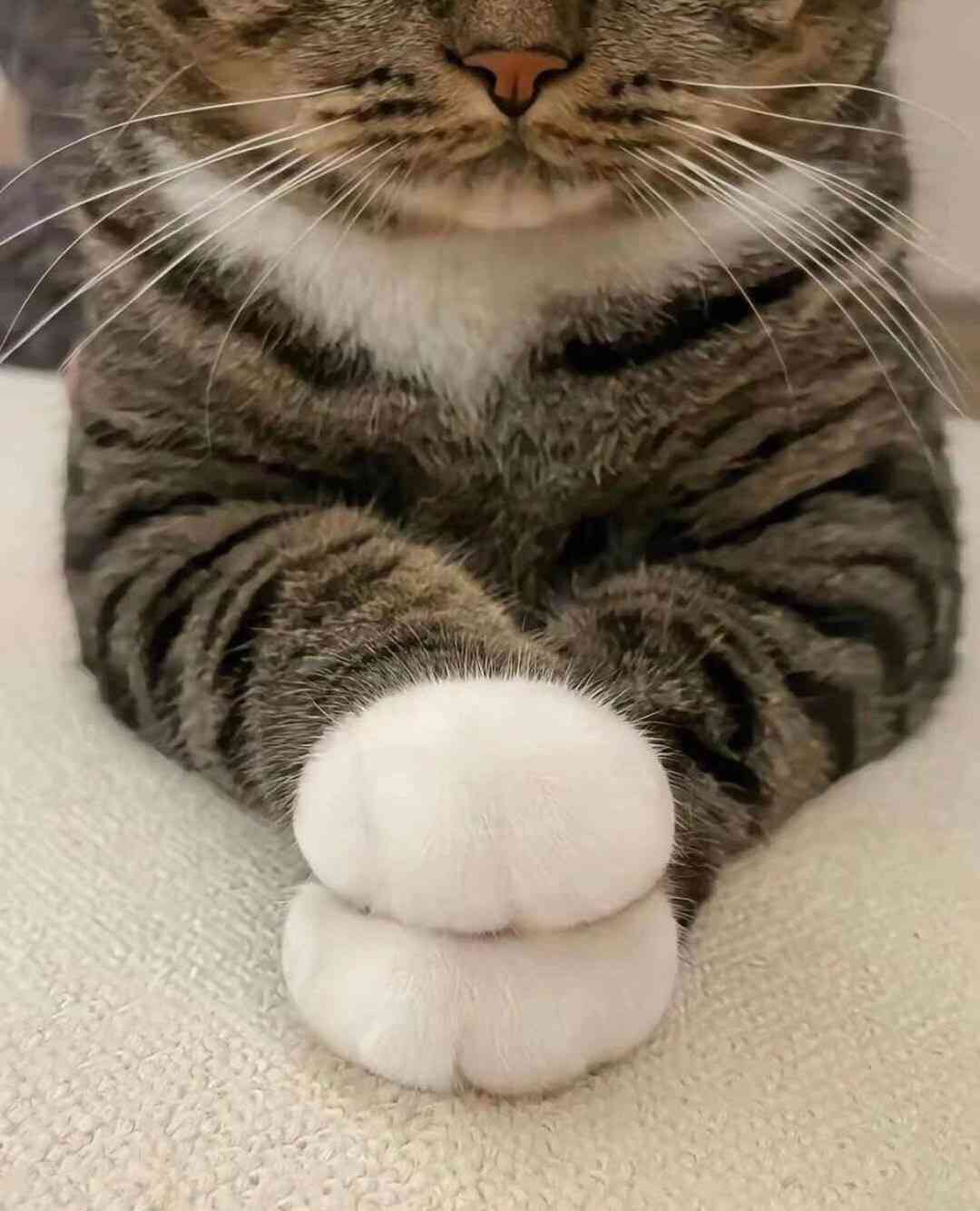 なんか変な画像を貼ってから寝るトピ