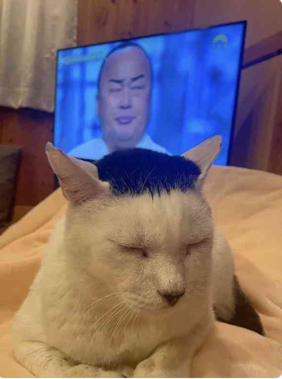 なんか変な画像を貼ってから寝るトピ