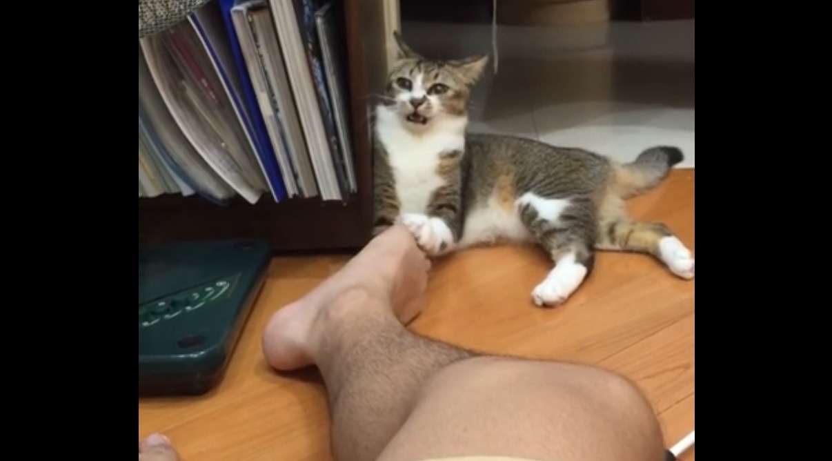 なんか変な画像を貼ってから寝るトピ