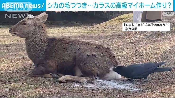 「カラスは賢いなぁ」「マジか」 布団を見つけると、次の瞬間
