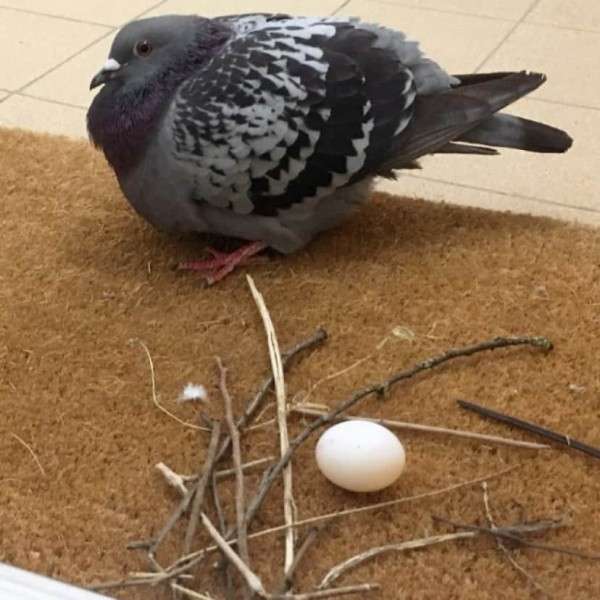 「カラスは賢いなぁ」「マジか」 布団を見つけると、次の瞬間