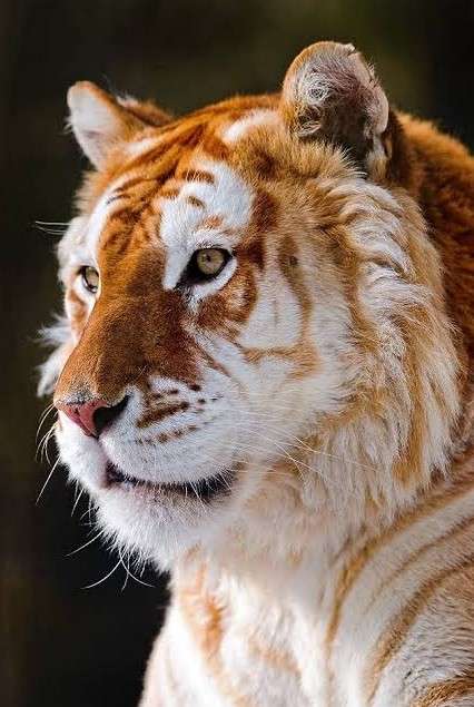 🐯開幕！阪神タイガース　応援トピ🐯