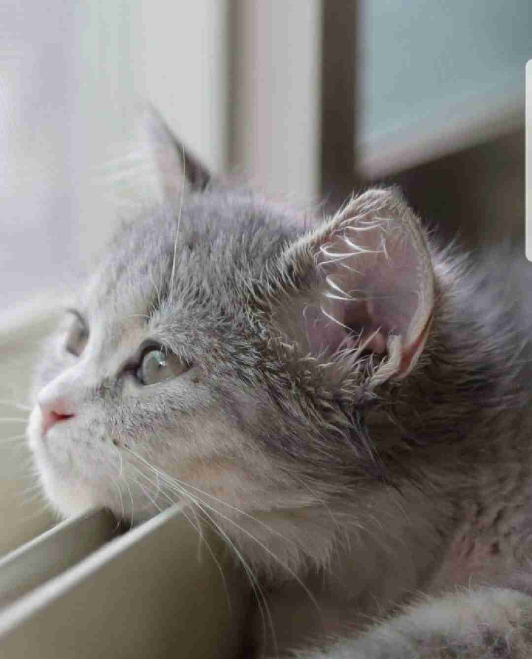 イルミナティ・陰謀論について語ろう Part20