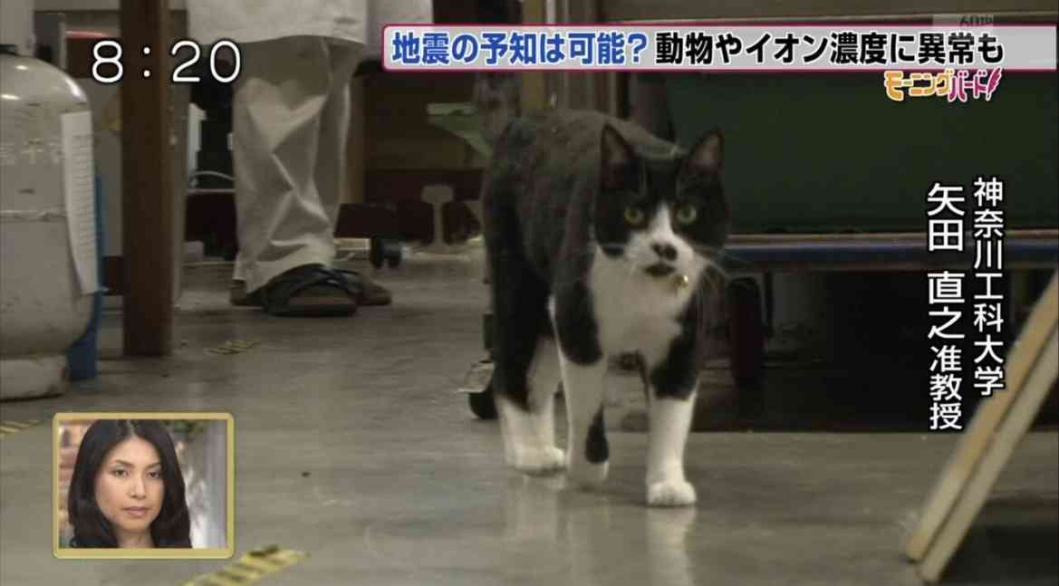 “教授と飼い猫”の普通のプロフィールだと思ったら… 思わぬ真実が460万表示「猫が支配する世界線があったのか」「勘違いしてました」