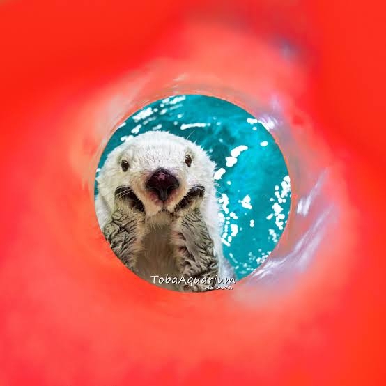 ラッコのキラ＆メイを24時間いつでも見られる！　鳥羽水族館のライブカメラにファン歓喜…大人気飼育員・石原さんも映るかも