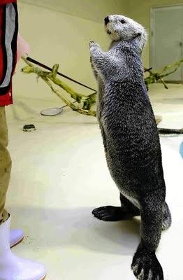 ラッコのキラ＆メイを24時間いつでも見られる！　鳥羽水族館のライブカメラにファン歓喜…大人気飼育員・石原さんも映るかも