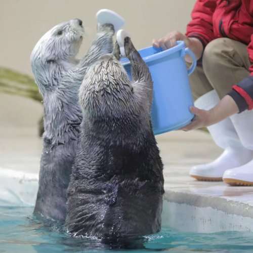 ラッコのキラ＆メイを24時間いつでも見られる！　鳥羽水族館のライブカメラにファン歓喜…大人気飼育員・石原さんも映るかも