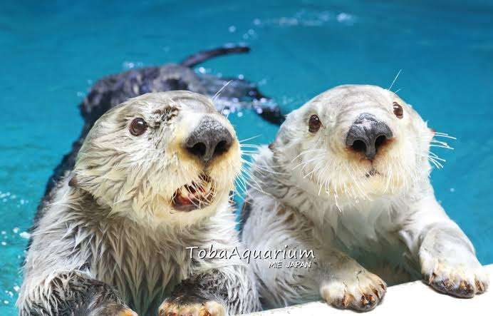 ラッコのキラ＆メイを24時間いつでも見られる！　鳥羽水族館のライブカメラにファン歓喜…大人気飼育員・石原さんも映るかも