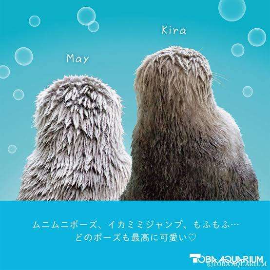 ラッコのキラ＆メイを24時間いつでも見られる！　鳥羽水族館のライブカメラにファン歓喜…大人気飼育員・石原さんも映るかも