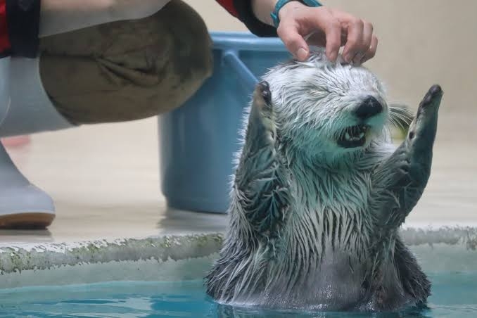 ラッコのキラ＆メイを24時間いつでも見られる！　鳥羽水族館のライブカメラにファン歓喜…大人気飼育員・石原さんも映るかも