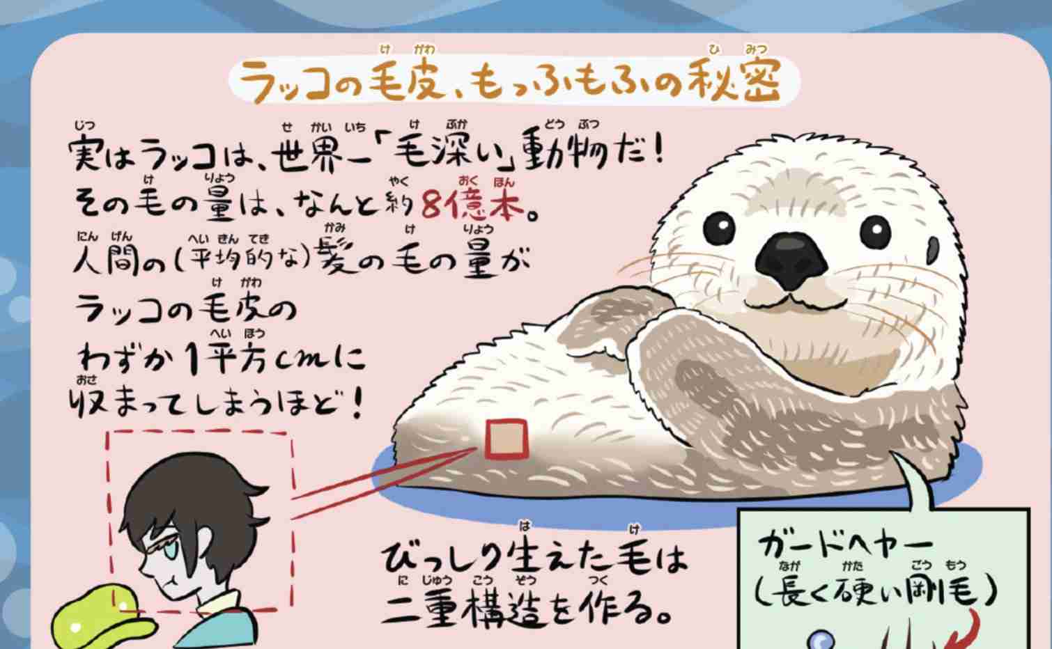 ラッコのキラ＆メイを24時間いつでも見られる！　鳥羽水族館のライブカメラにファン歓喜…大人気飼育員・石原さんも映るかも