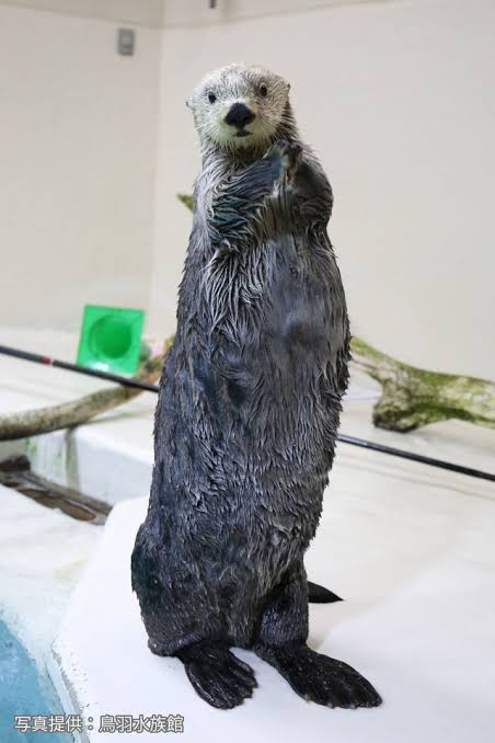 ラッコのキラ＆メイを24時間いつでも見られる！　鳥羽水族館のライブカメラにファン歓喜…大人気飼育員・石原さんも映るかも