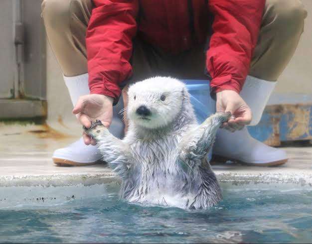 ラッコのキラ＆メイを24時間いつでも見られる！　鳥羽水族館のライブカメラにファン歓喜…大人気飼育員・石原さんも映るかも