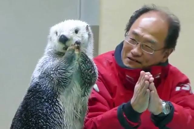 ラッコのキラ＆メイを24時間いつでも見られる！　鳥羽水族館のライブカメラにファン歓喜…大人気飼育員・石原さんも映るかも