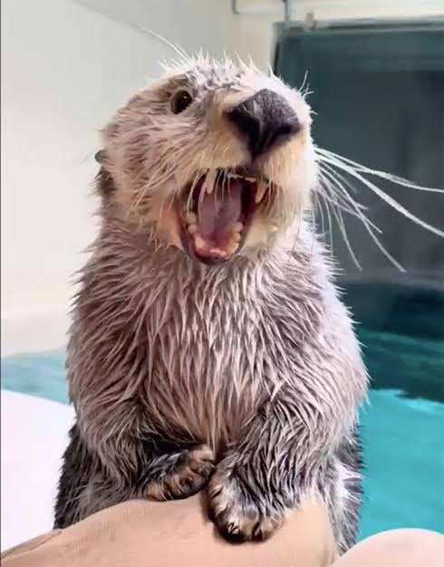 ラッコのキラ＆メイを24時間いつでも見られる！　鳥羽水族館のライブカメラにファン歓喜…大人気飼育員・石原さんも映るかも